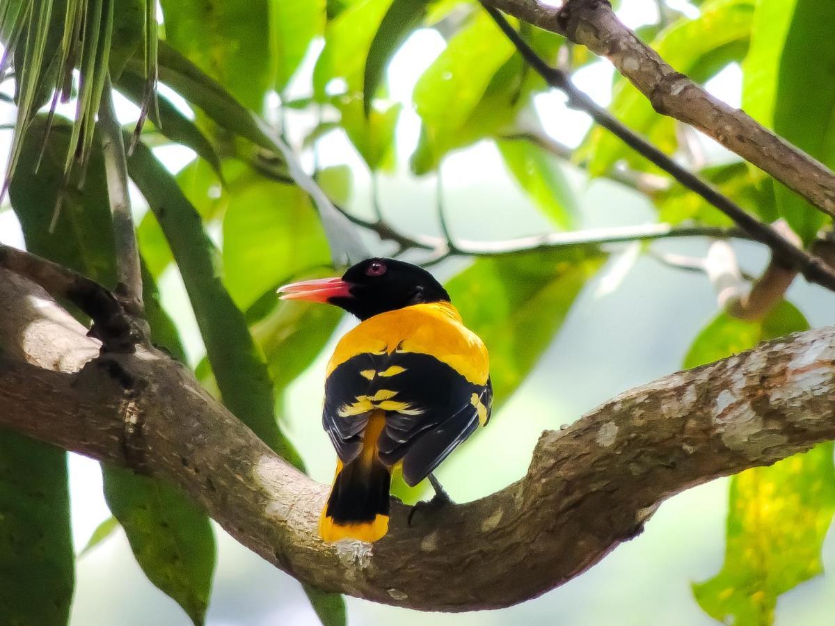 Birds Paradise * Unawatuna