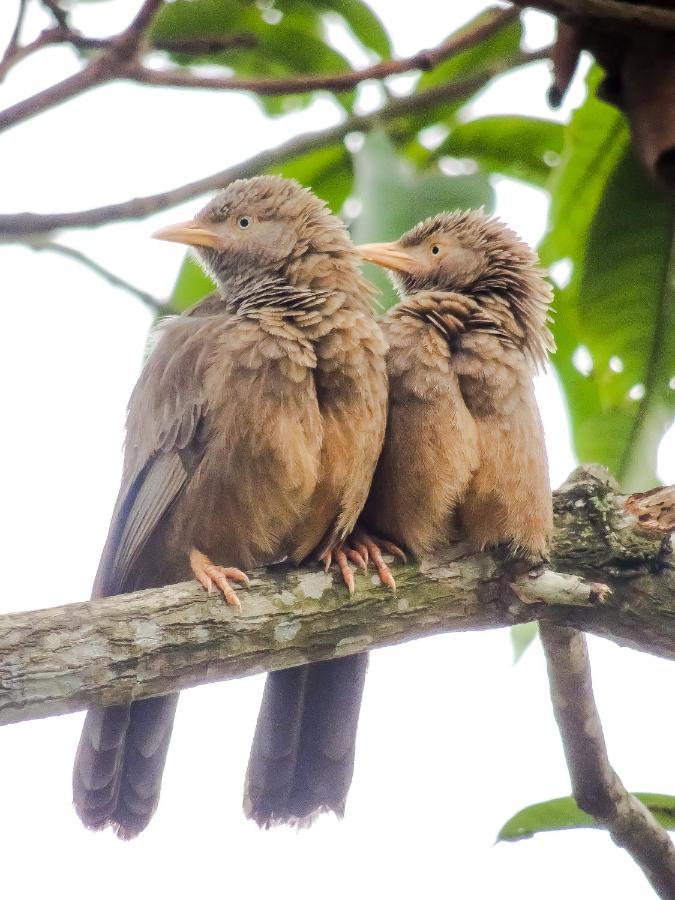 Birds Paradise Apartment *