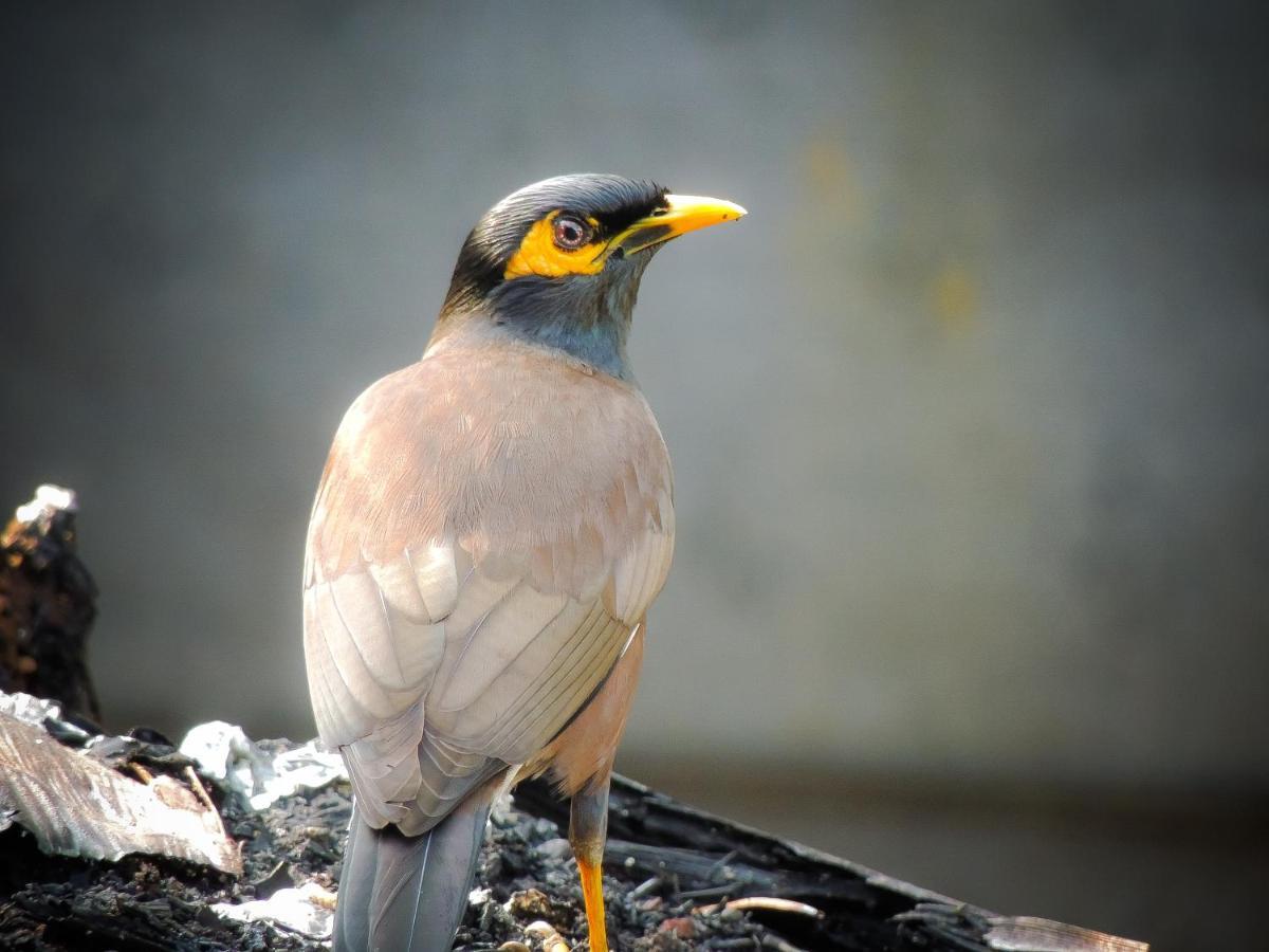 Appartement Birds Paradise