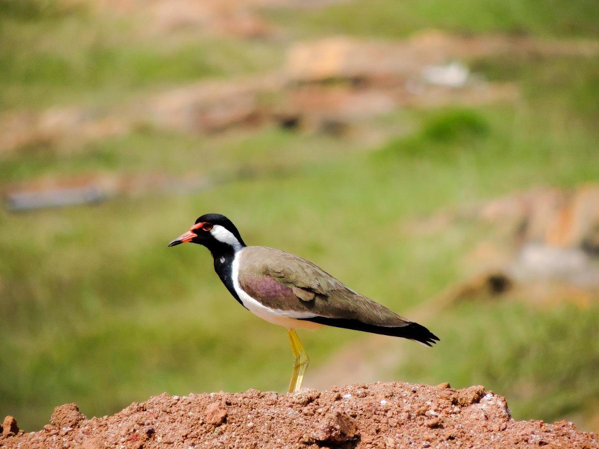Birds Paradise *