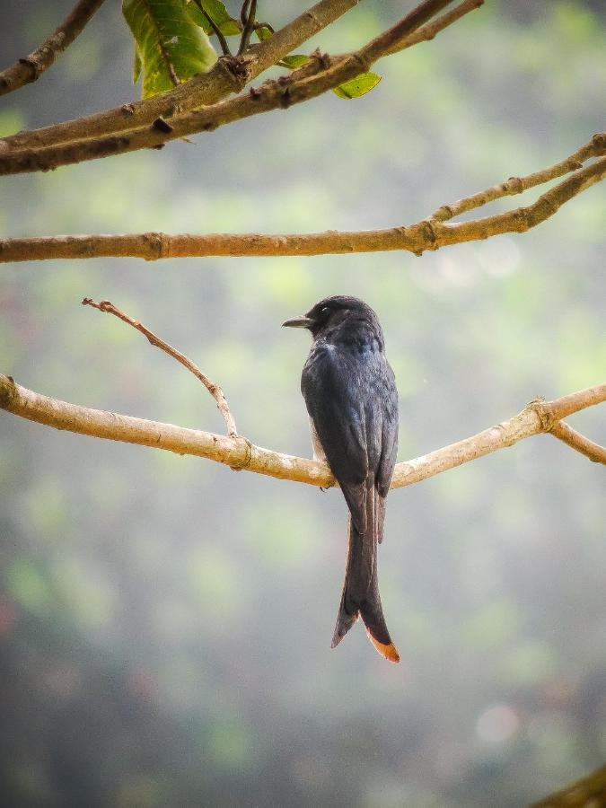 Birds Paradise Unawatuna