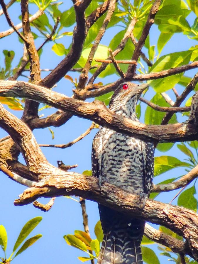 Apartment Birds Paradise Unawatuna