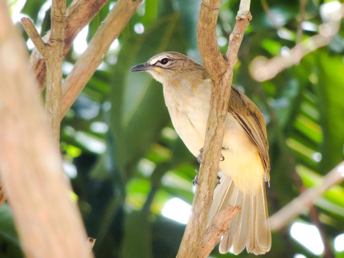 Appartement Birds Paradise Unawatuna